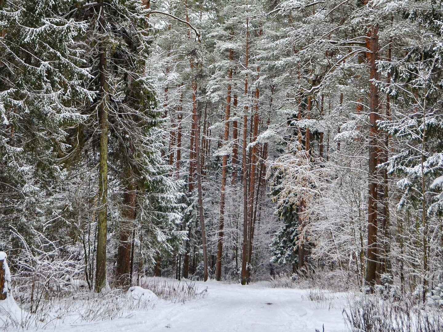 В Тверской области 27-28 декабря - сильный снег и гололед: советы МЧС для безопасности