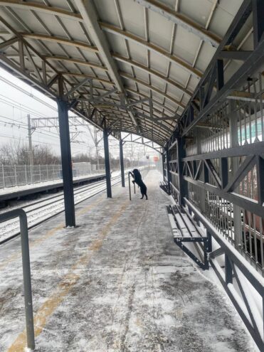 Нашелся хозяин собаки, которая ждала его на перроне в Тверской области