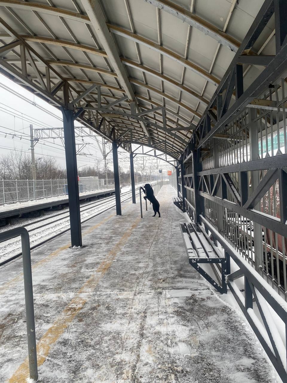 Нашелся хозяин собаки, которая ждала его на перроне в Тверской области