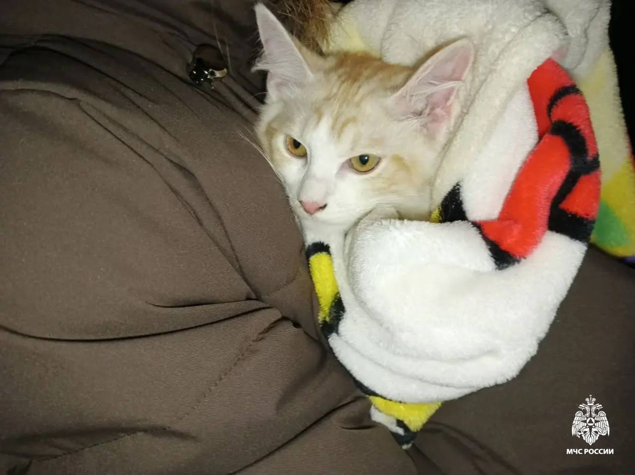В Тверской области пожарные помогли спасти кота