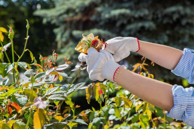 Почти 20 тысяч юных жителей Тверской области получили трудовой опыт Почти 20 тысяч юных жителей Тверской области получили трудовой опыт