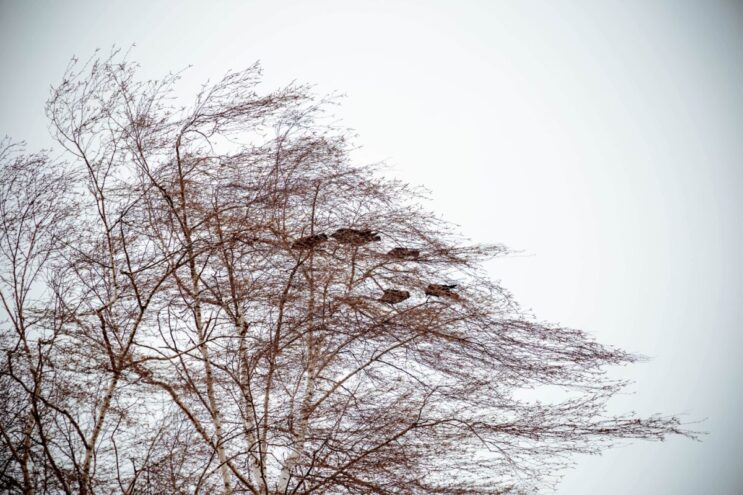 Сильный ветер надвигается на Тверскую область