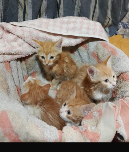 В Тверской области двухмесячных котят оставили умирать в муках