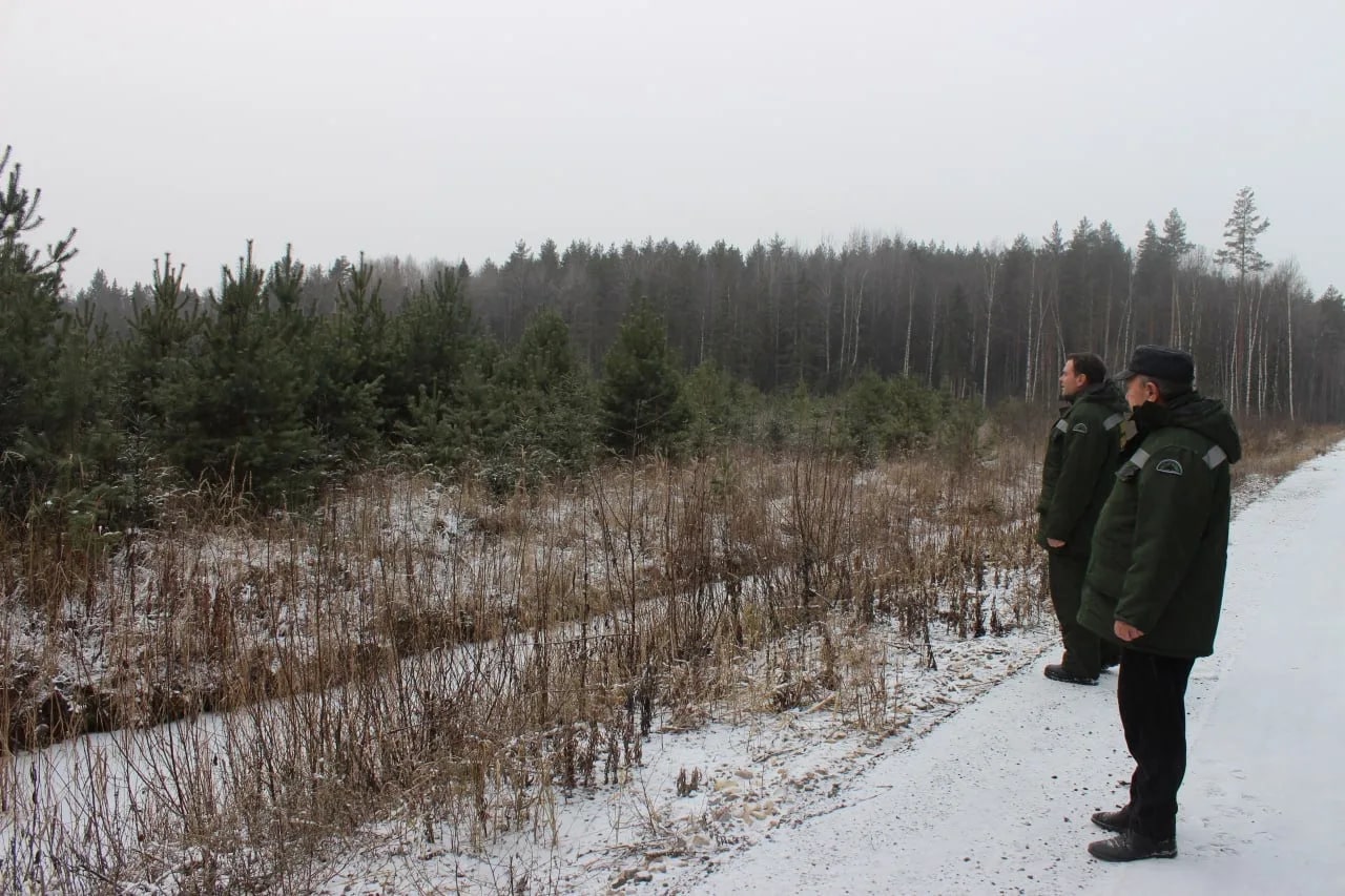 В Тверской области усилили охрану хвойных деревьев от незаконных рубок В Тверской области усилили охрану хвойных деревьев от незаконных рубок