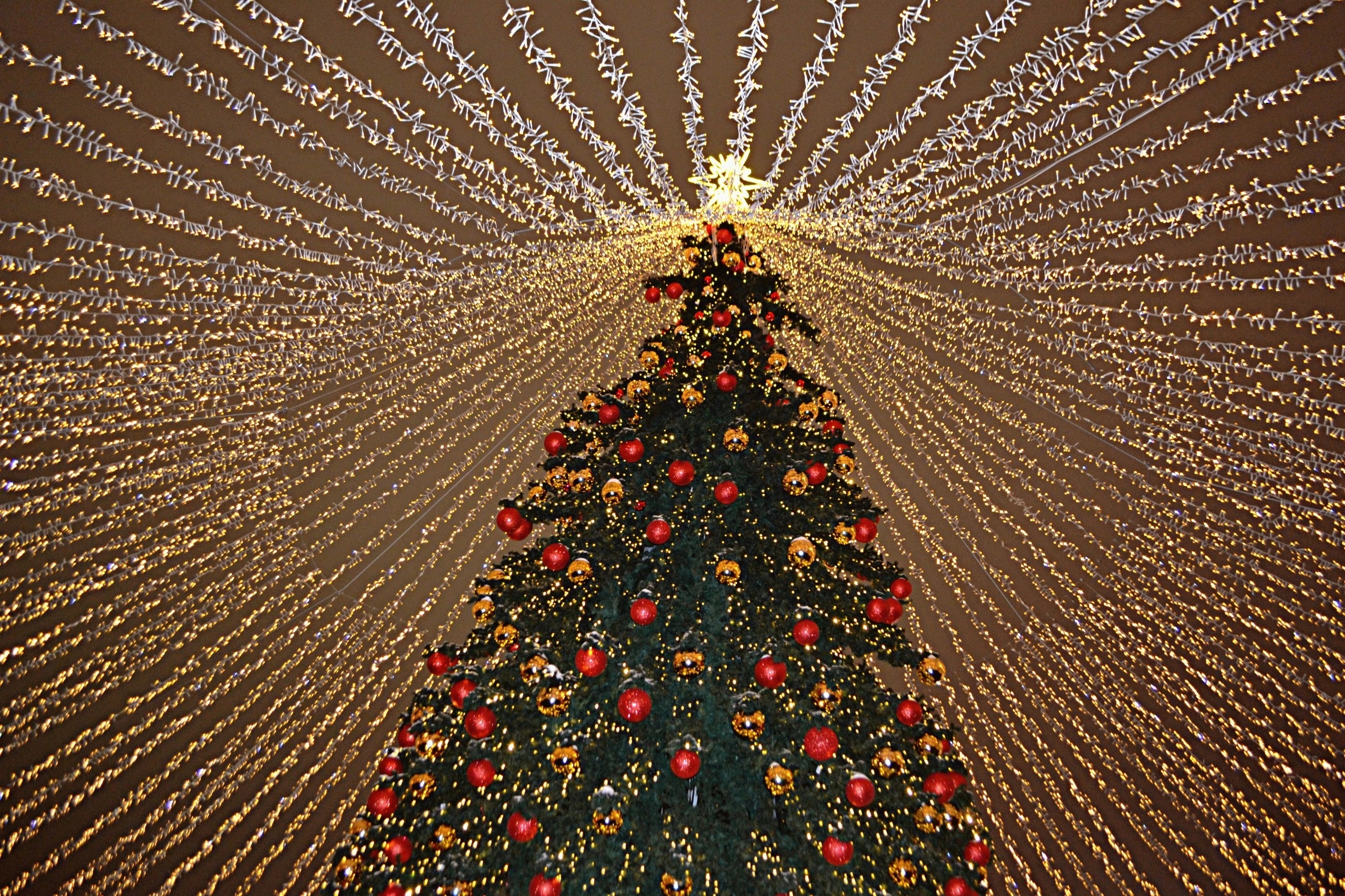 Куда поедут россияне на новогодние праздники: результаты опроса.