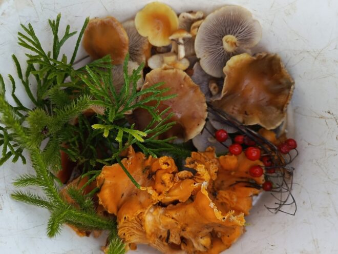 Жители Тверской области собирают зимние лисички и другие грибы