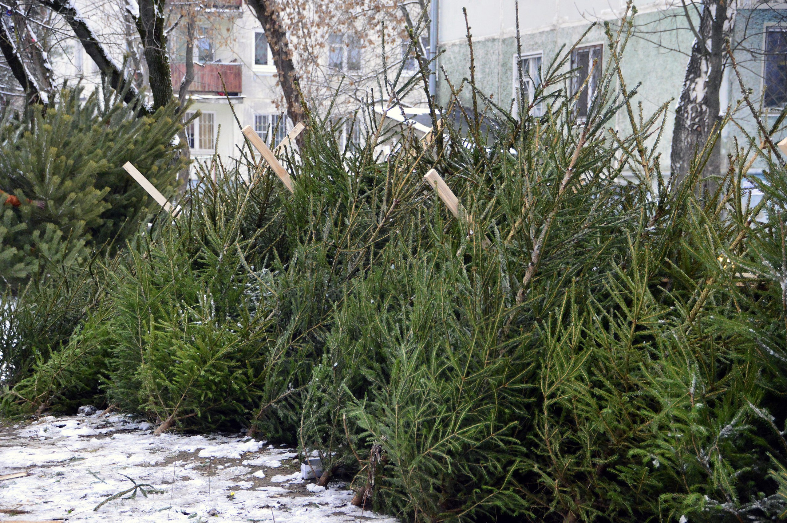 В Твери заработали елочные базары