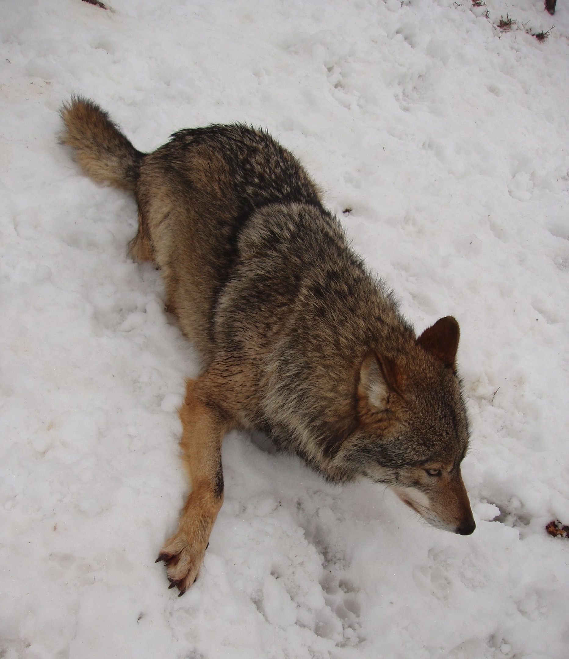 В Тверской области зафиксирована активность волчьей стаи вблизи населенных пунктов