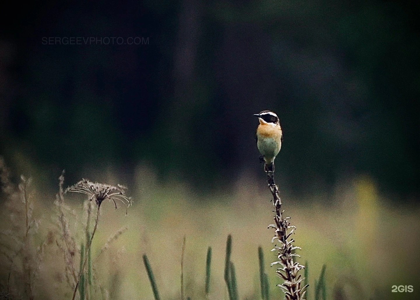 Луговой чекан из Тверской области вошел в топ-100 лучших фото 2ГИС Луговой чекан из Тверской области вошел в топ-100 лучших фото 2ГИС