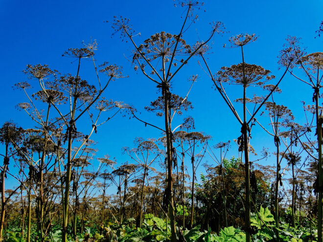 В Тверской области усилят контроль за распространением борщевика В Тверской области усилят контроль за распространением борщевика