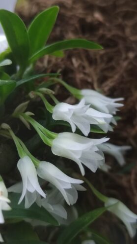 Оранжерея "Зелёный дом" приглашает увидеть редкую орхидею, находящуюся на грани исчезновения