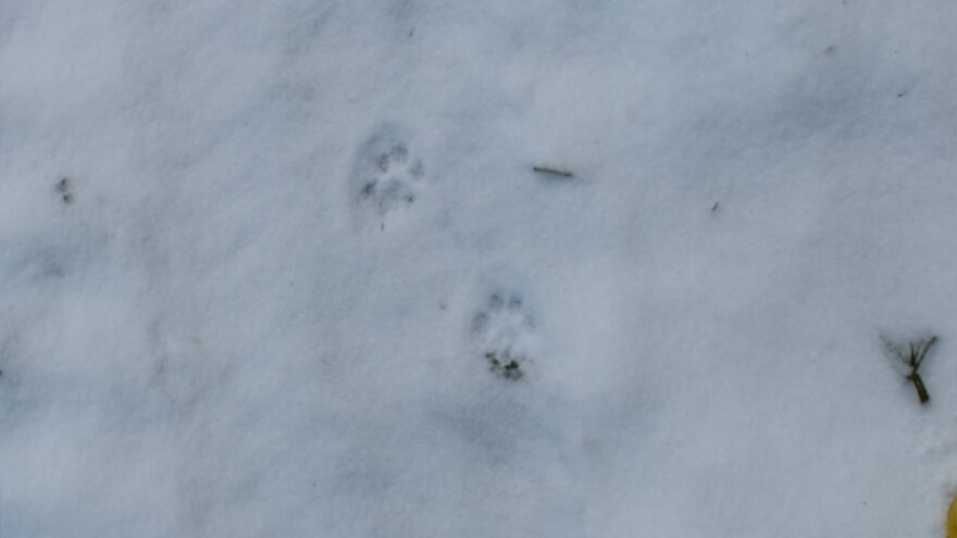 В заповеднике Тверской области заметили следы рыси