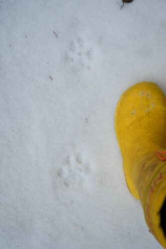 В заповеднике Тверской области заметили следы рыси