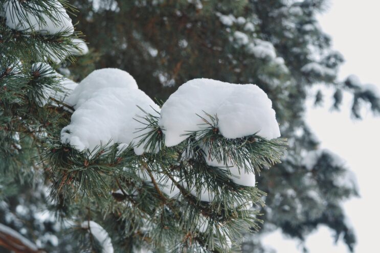 Зимняя сказка в "Спутнике": Более 80 тверских школьников отдохнули с пользой