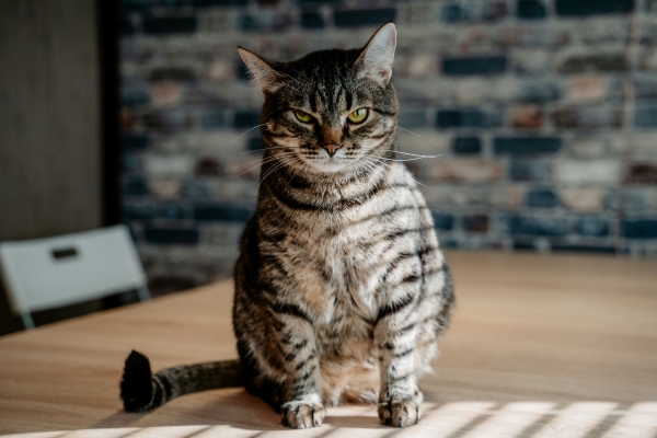 Аристократы, лежебоки и уютные плюшки: самые модные кошки 2025 года Аристократы, лежебоки и уютные плюшки: самые модные кошки 2025 года