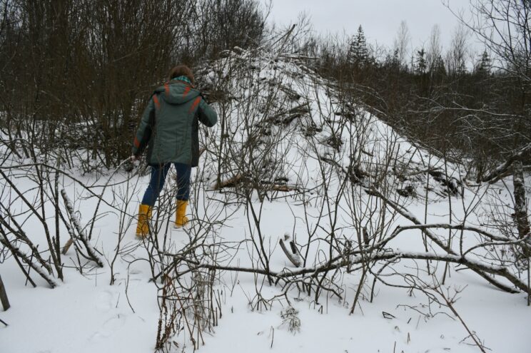 В Тверской области бобры построили огромную хатку