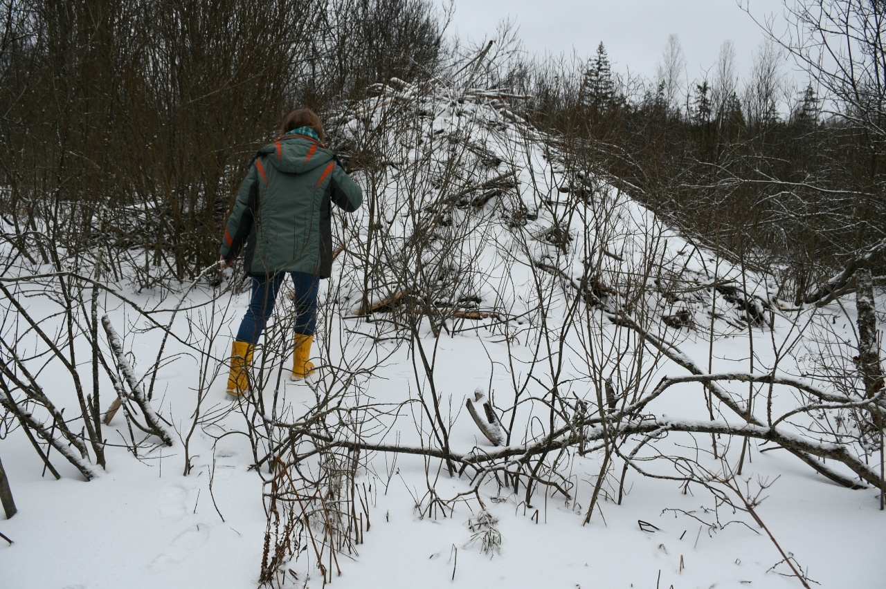 В Тверской области бобры построили огромную хатку
