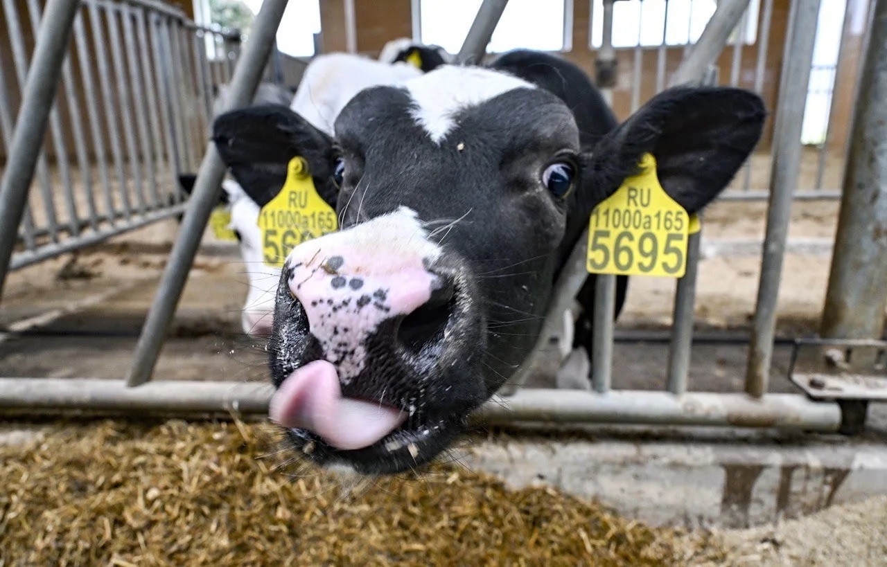 Около 3,3 млрд рублей направили на развитие АПК в 2025 году Около 3,3 млрд рублей направили на развитие АПК в 2025 году