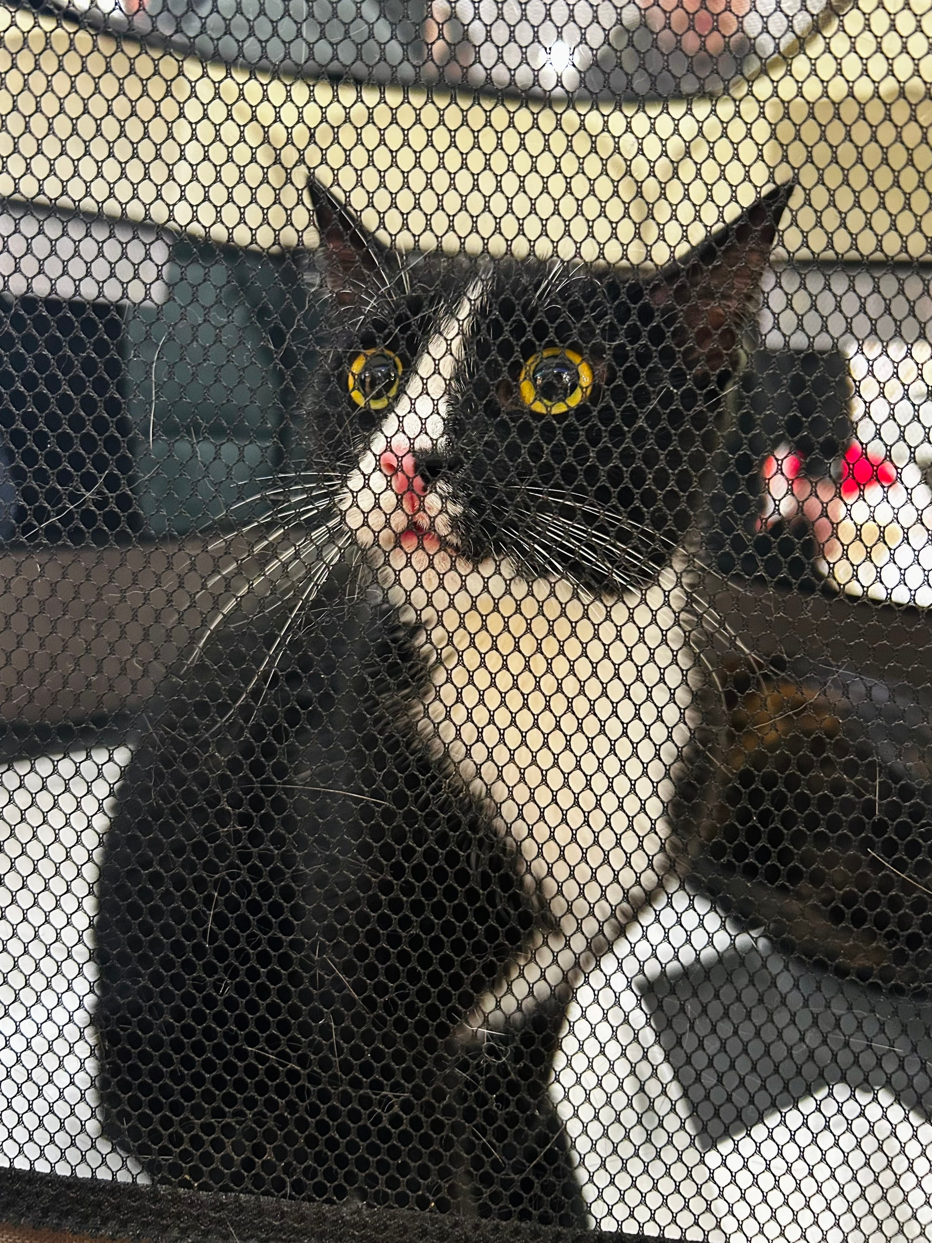 В Твери на рождественской выставке пристроено рекордное число животных