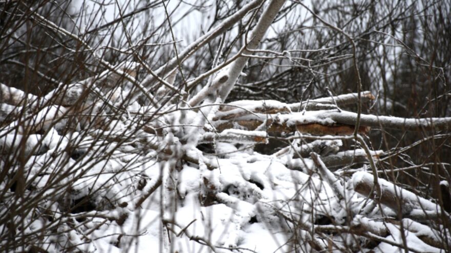 В Тверской области бобры построили огромную хатку