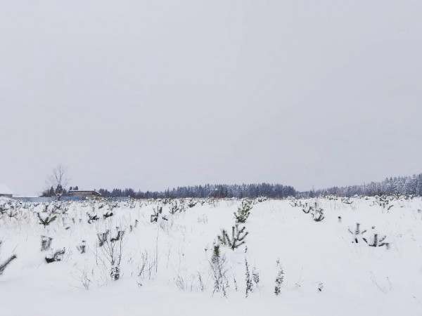 На месте страшного урагана в Тверской области подрастает новый лес