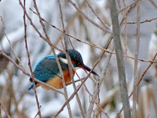 Настоящий зимородок нашелся в одном из районов Твери