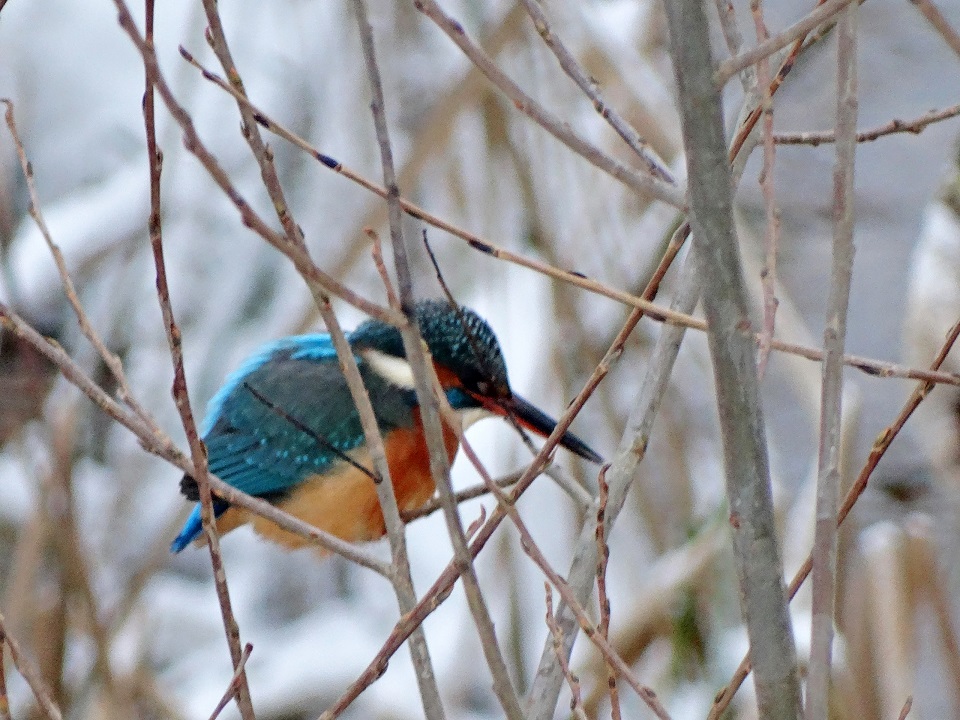 Настоящий зимородок нашелся в одном из районов Твери