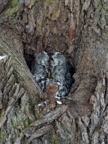Под Тверью сделали новый портрет красавицы Мани