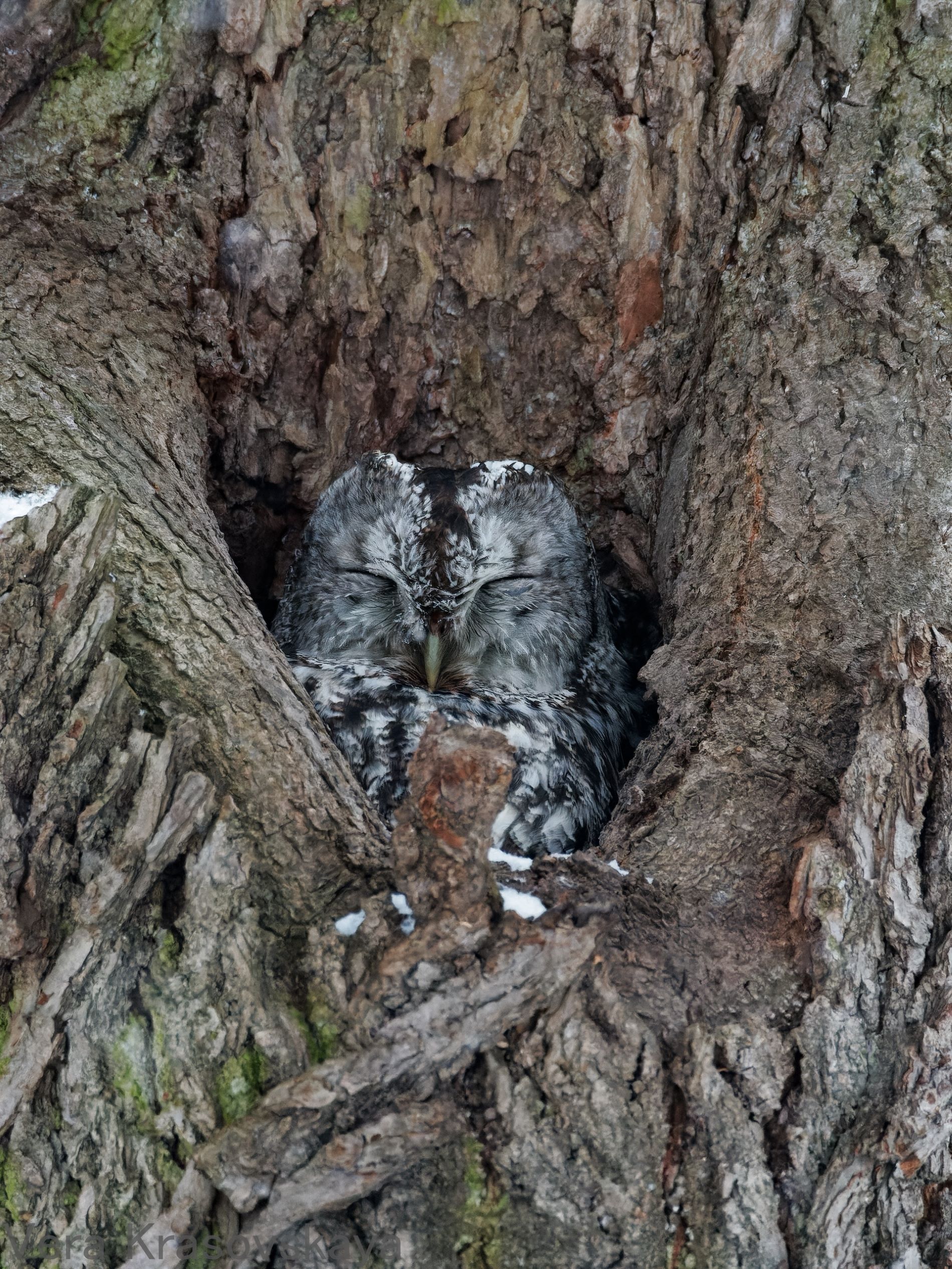 Под Тверью сделали новый портрет красавицы Мани