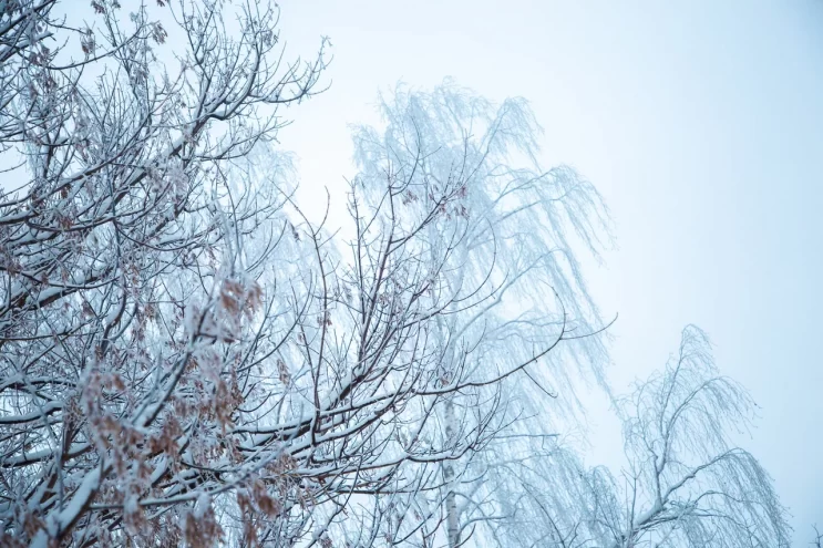Синоптики рассказали об аномальных заморозках в Тверской области
