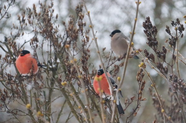Синоптики сообщили, когда начнется потепление в Тверской области