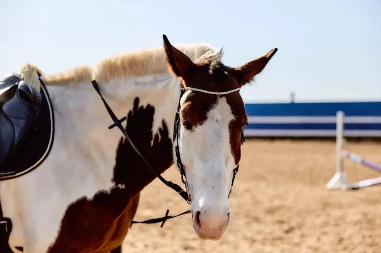 Тверской областной ипподром завершил газификацию Тверской областной ипподром завершил газификацию