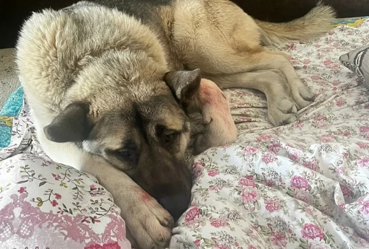 В Твери после пожара в квартире нашли пострадавшую домашнюю овчарку