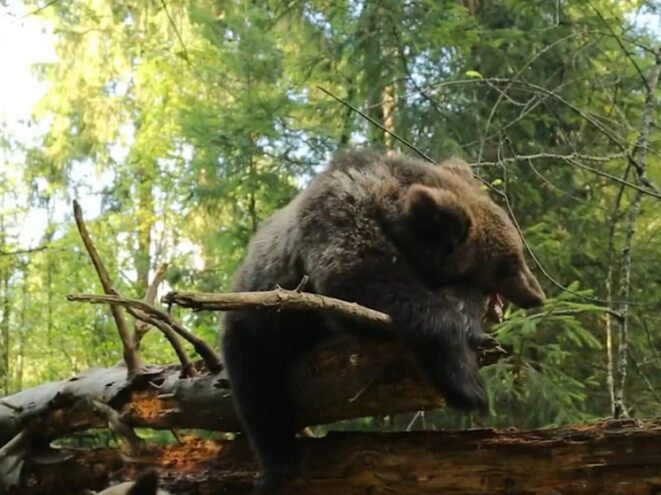 От Коми до Тверской области: История медвежонка Киры, которая сама выбрала свой дом От Коми до Тверской области: История медвежонка Киры, которая сама выбрала свой дом