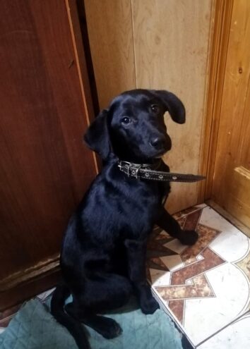 В Тверской области спасли щенка, привязанного на морозе В Тверской области спасли щенка, привязанного на морозе