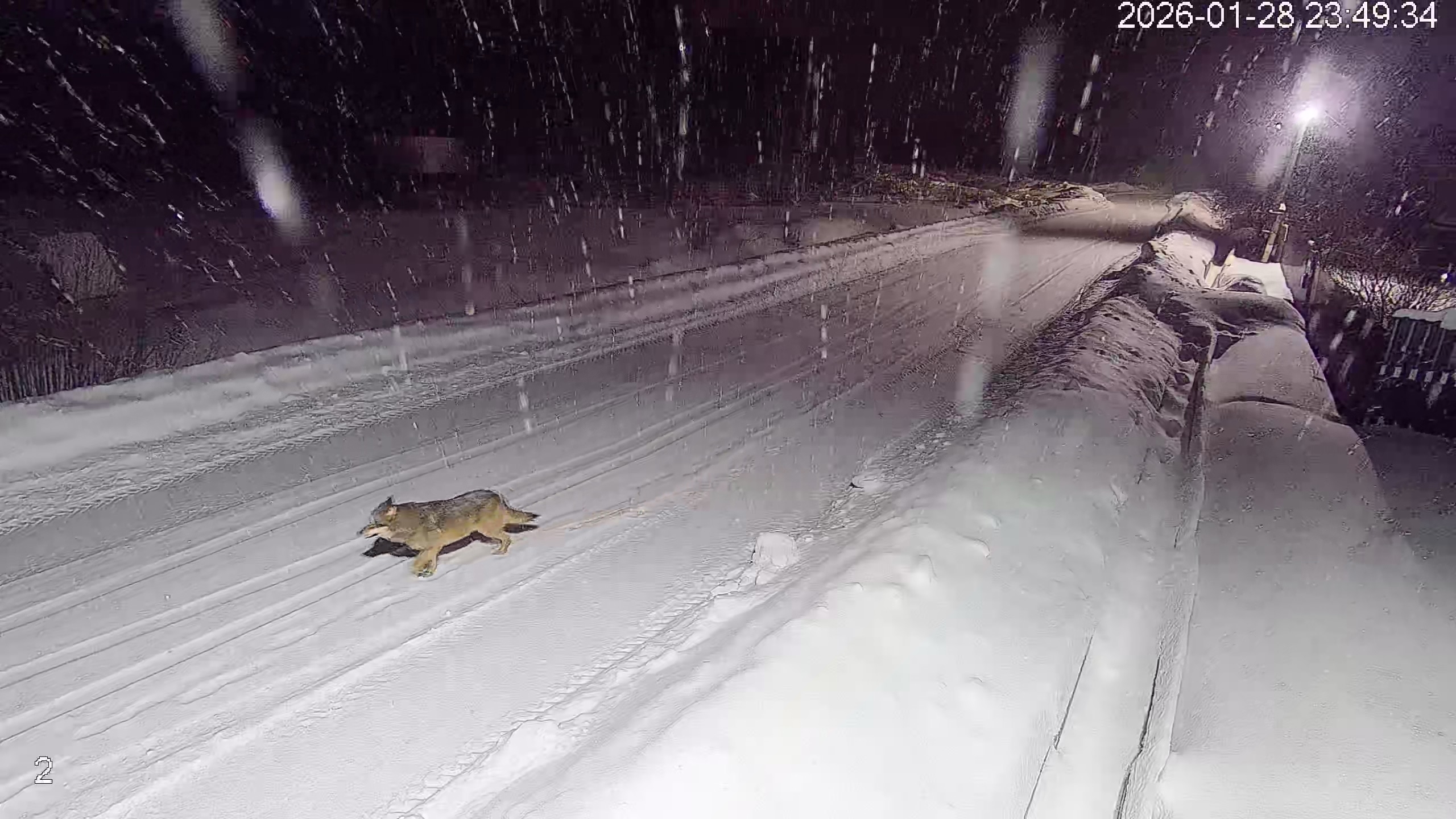 Жители поселка под Тверью отследили маршрут “своего” волка
