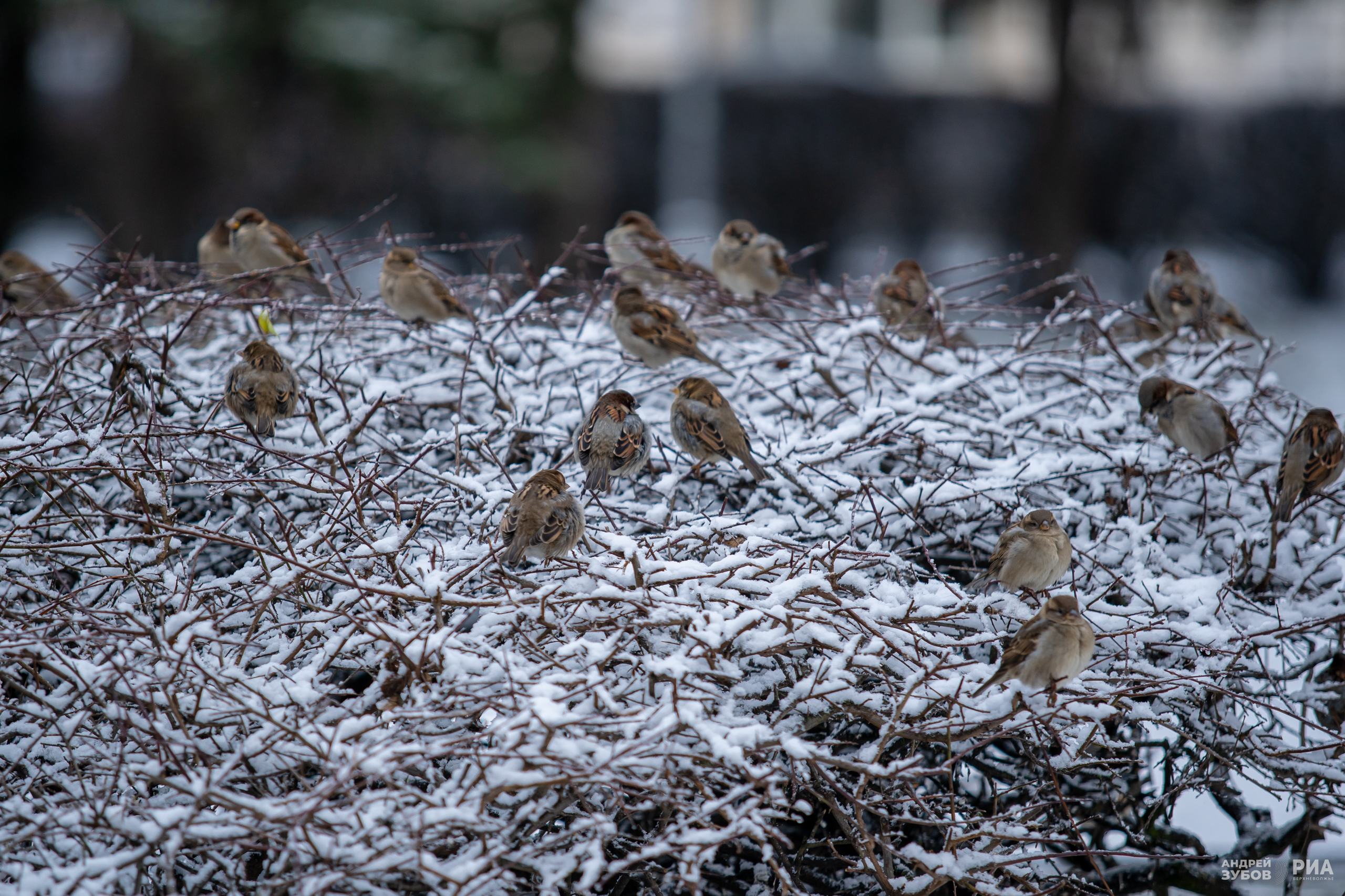Погода в Твери на завтра