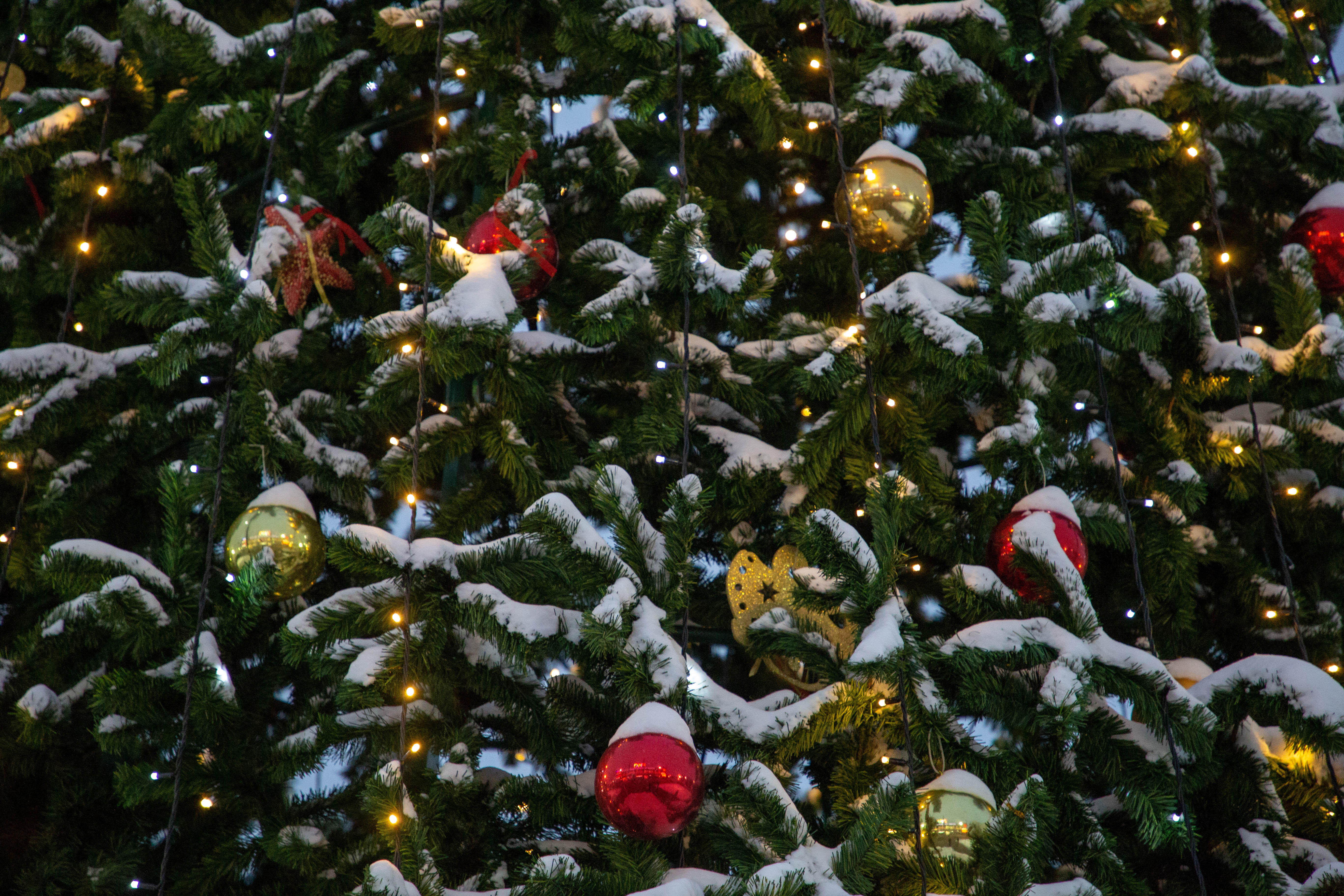 В Осташкове детсадовцы попрощались с елочкой