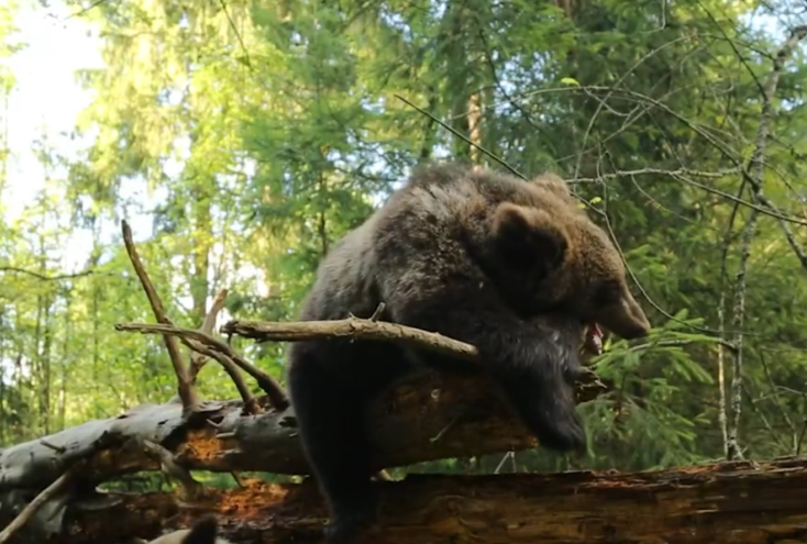 Медвежонок Кира из Республики Коми осталась зимовать в Тверской области