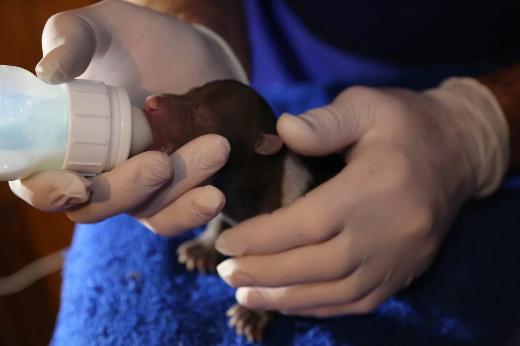 Центр спасения медвежат