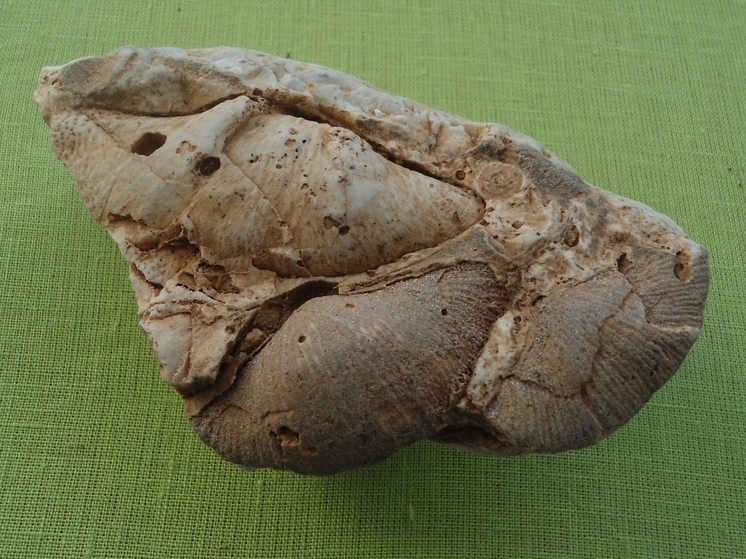 Редкую окаменелость передали в музей Тверской области