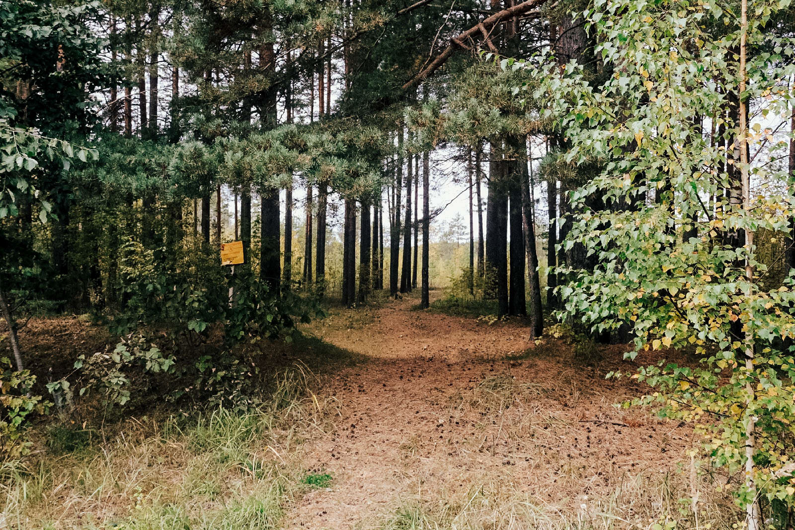 Лесной экспорт Тверской области: Итоги 2025 года под контролем Россельхознадзора