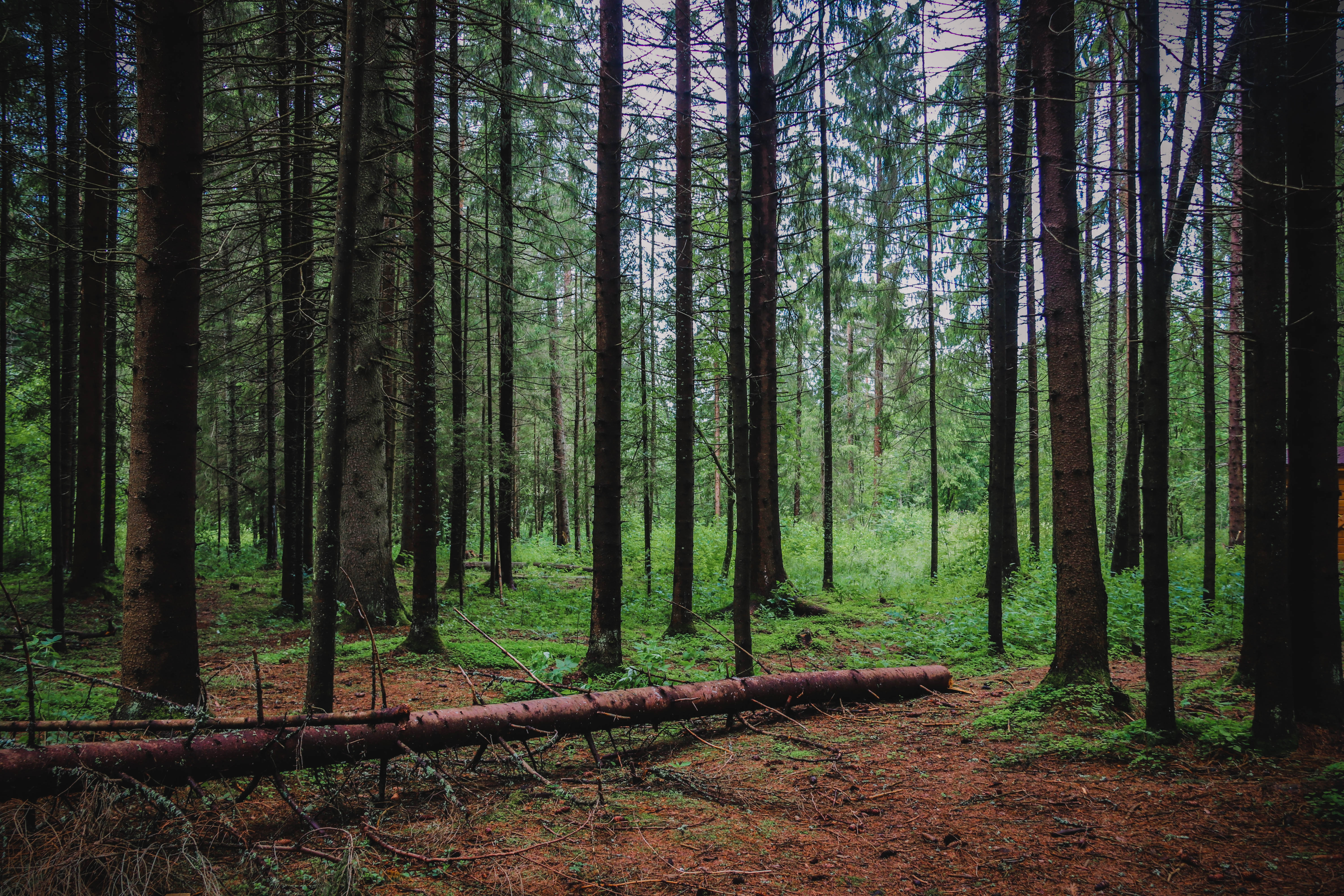 Как неправильное хранение древесины угрожает хвойным лесам Тверской области