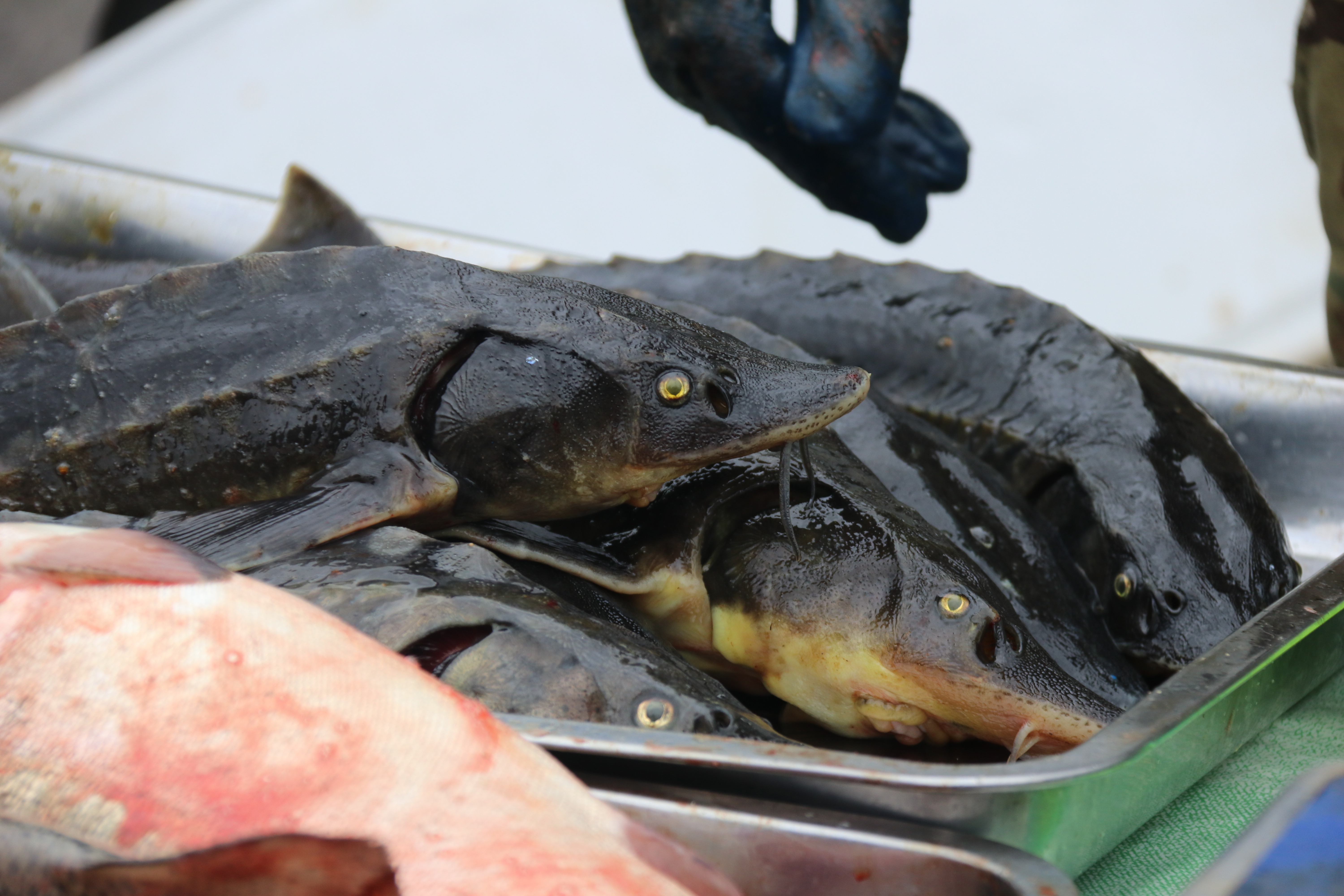"Фантомный производитель" в Твери: Россельхознадзор пресек оборот опасной продукции