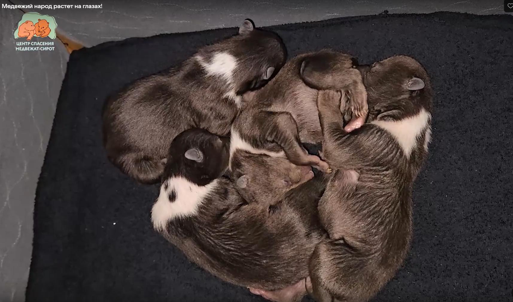 Четыре медвежонка-сироты обрели второй шанс: история спасения в Торопецком центре Четыре медвежонка-сироты обрели второй шанс: история спасения в Торопецком центре