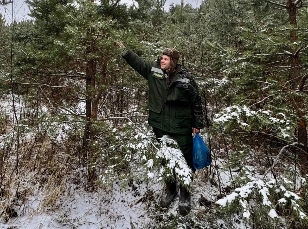 Сбор шишек мелкохвойных пород продолжается