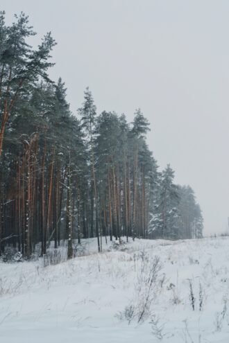 Февраль в Тверской области: битва с природой или сказочная зима?