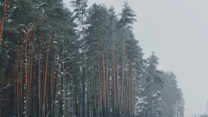Февраль в Тверской области: битва с природой или сказочная зима?
