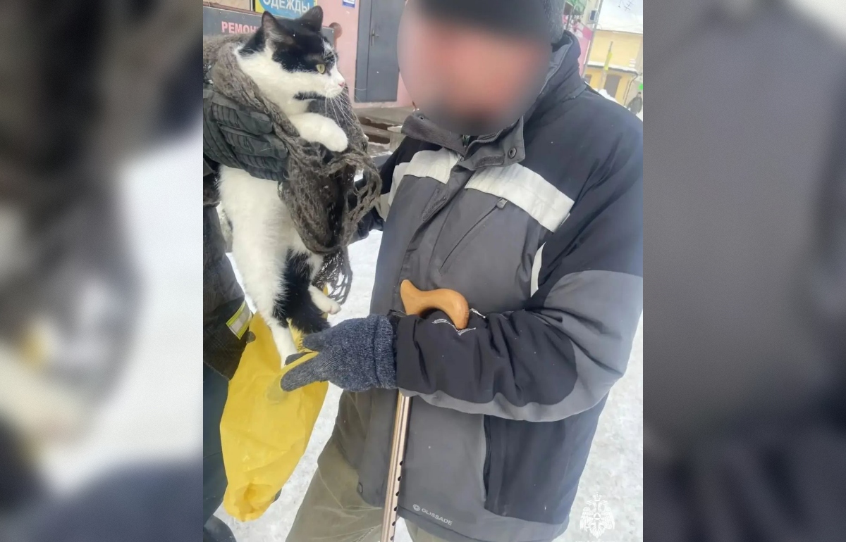 "Мяу" на высоте: успешная спасательная операция четвероногого друга во Ржеве