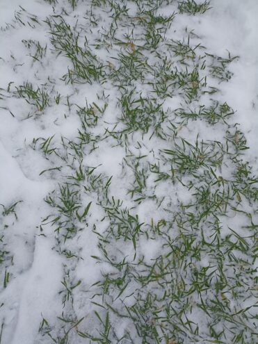 Тверская зима: Озимые под "снежным одеялом" готовятся к урожаю 2026 года